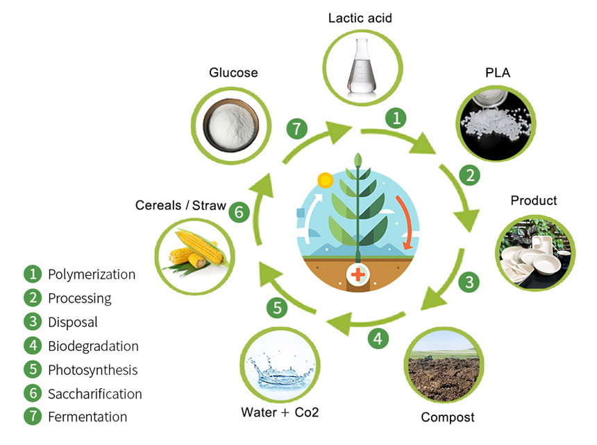 Polylactic compostable Cycle Diagram